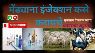 मेंढ्यांना इंजेक्शन कसे करायचे धनगराचा अनुभव injection goatfarming शेळीपालन शेतकरीbrand cow [upl. by Adamec]