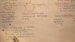 Actinopoda  Foraminifera  Kingdom Protists  Class 11 [upl. by Assert]