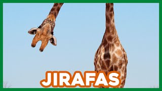 ¿Qué Hongo Con Las JIRAFAS 🦒 Datos y curiosidades [upl. by Yetnom]