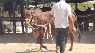 gir cow for sale 7898732811 [upl. by Takeshi]