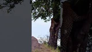 Leopard Hoists Warthog Piglet Into Tree [upl. by Lynd]