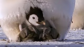 Emperor penguins  The Greatest Wildlife Show on Earth  BBC Earth [upl. by Born716]