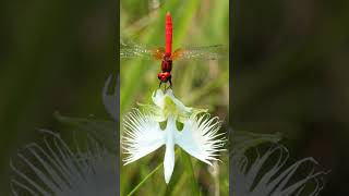 Scarlet Dwarf Dragonfly Nannophya pygmaea on White Egret Flower Orchid Habenaria radiata [upl. by Launame97]