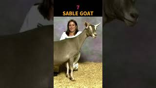 Top 10 Goat Breeds For Milk 🐐 fact [upl. by Safir]