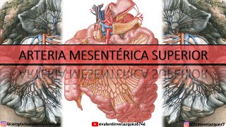 ARTERIA MESENTÉRICA SUPERIOR  Orígen ramos colaterales terminales arcos arteriales yeyunoileales [upl. by Enilemme]