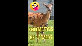 Fibromatosis en Venados [upl. by Ursal660]