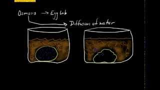 5 To demonstrate Exosmosis and Endosmosis [upl. by Aliahkim]