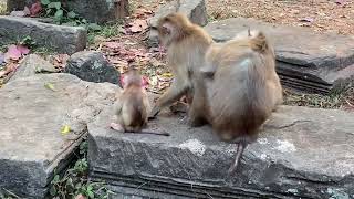 Really Sweet Family Monkey They Making Nice Grooming Her Big Sister [upl. by Novit]