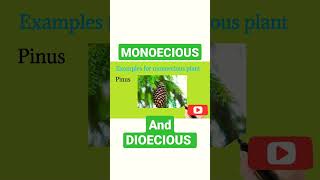 MONOECIOUS and DIOECIOUS PLANTS [upl. by Aiouqahs]