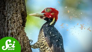 Woodpecker Heads are HelmetsAND Hammers [upl. by Fred935]