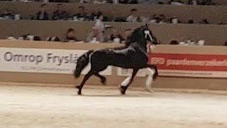 Faderpaard Hengstenkeuring 2017 derde bezichtiging Friesian horses [upl. by Roselyn]