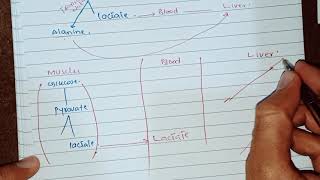 Cori Cycle and Glucose Alanine Cycle  Cahill Cycle  Biochemistry [upl. by Foah]