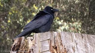 Little Raven Corvus mellori  Lysterfield Park Victoria AUSTRALIA [upl. by Anirbes]