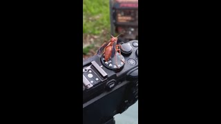 wasp vs bb gun daisy redryder wasp [upl. by Wolford]