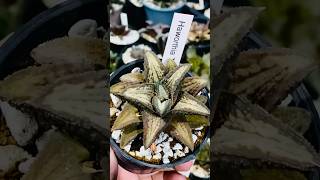 Haworthia Koelmaniorum T2 haworthia haworthiapakistan plumpysucculentsexotics cactus succulent [upl. by Namlaz]