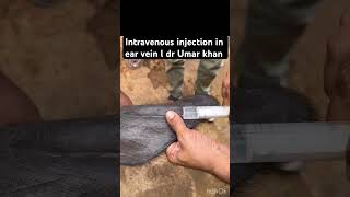 Intravenous injection in ear vein l dr Umar khan [upl. by Basil]