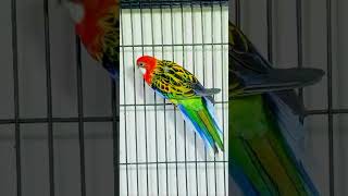 Rosella parrot singing song shorts trading viral viralvideo2024 [upl. by Merton798]