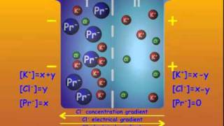 3 GibbsDonnan Equilibrium [upl. by Cesare]