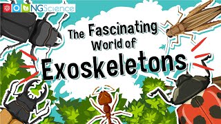 The Fascinating World of Exoskeletons [upl. by Ocer494]