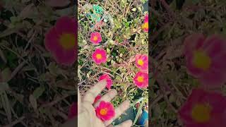 Dormancy me ja rahe plants portulacaflower youtubeshorts shorts [upl. by Anitsyrhk]