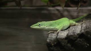 A Moment With Green Anoles [upl. by Trip]