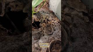 Grammostola pulchripes Futter bis zur Häutung einstellen oder Intervall erhöhen shorts [upl. by Areehs391]