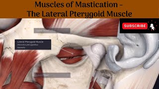 Lateral Pterygoid muscle  Origin  Insertion  Nerve Supply  Actions  Relations [upl. by Primrose]