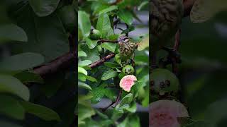 White cheeked Barbet enjoying a juicy guava birds [upl. by Hephzipa]