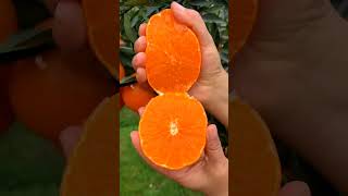 Healthy and tasty fruit Chinese fruit healthy vegetarian food food fruit chiniesfood [upl. by Alim]