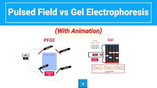 Pulsed Field vs Gel Electrophoresis with animation [upl. by Alyar316]