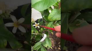 How to hand pollinate lemon blossoms  Lemon tree growing in a greenhouse [upl. by Plotkin]