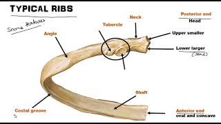 Ribs  Osteology World of Anatomy [upl. by Assilak]