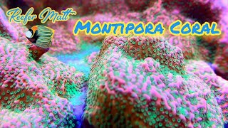 Montipora Coral Care in The SPS Reef Tank [upl. by Finella]