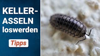 Kellerasseln im Garten oder Haus 👉 So wirst du sie schnell los [upl. by Kissner]