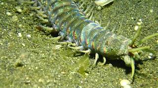 Bobbit Worm at Lembeh [upl. by Litnahc]