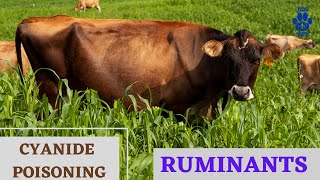 Cyanide Poisoning in Ruminants [upl. by Jeconiah]