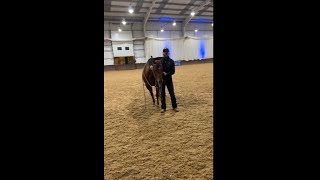 Our Horsemanship Showcase Experience [upl. by Frentz]