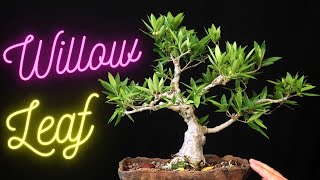 Willow Leaf Ficus Bonsai Tree Ficus Salicifolia Update on all three trees [upl. by Macy]