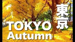 TOKYO JAPAN 東京紅葉•明治神宮外苑のイチョウ並木 GingkoTrees Avenue in tokyo 東京観光 日本の紅葉 秋の東京 [upl. by Eevets]