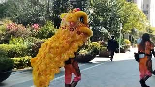 Lion Dance 2024 Chinese New Year Hong Kong [upl. by Donadee881]