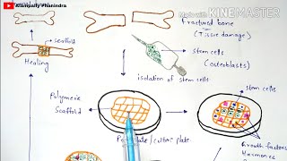 Tissue engineering  Technique  Procedure  Bio science [upl. by Katrina]