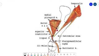 Retromolar pad area and papilla anatomical landmark of mandibleProsthodontics Dental Science [upl. by Aicek]