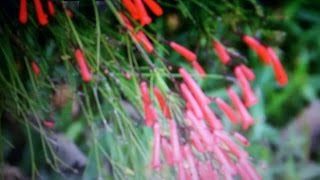 Evergreens Hanging Plant  Firecracker  Russelia equisetiformis [upl. by Vernier]