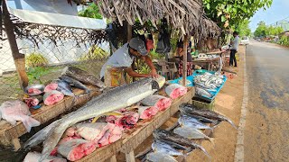 Amazing Attractive Best Best Big Fish Market In Sri Lankan Village [upl. by Ellehcit]