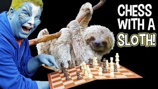 LOLA the SLOTH visits AlienBuzzTV  Official AlienBuzzTV [upl. by Dagny428]