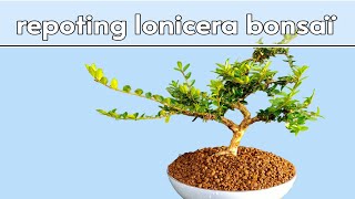 repoting lonicera bonsaï  rempoter un bonsaï lonicera [upl. by Anelaf]