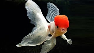 10 Most Beautiful Goldfish Species in the World [upl. by Adyela]