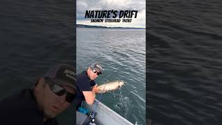 Who need Net 💥 Hatchery Chinook Salmon fishing tacoma washington 🍎 [upl. by Redep]