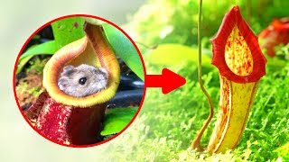 Hungry CARNIVOROUS plants  Pitcher plant Nepenthes Pitcher Sarracenia Waterwheel Plant PART 2 [upl. by Augustine433]