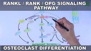 RANKLRANKOPG Signaling Pathway  Osteoclast Differentiation [upl. by Yotal384]